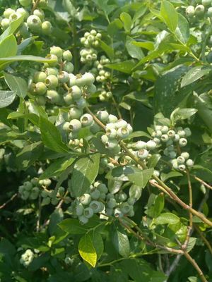 营养钵云雀蓝莓苗品种介绍云雀蓝莓苗几月修剪