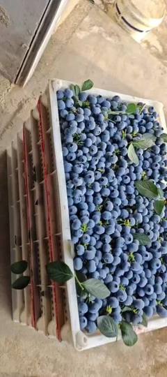 青岛蓝莓奥尼尔绿宝石云雀f6