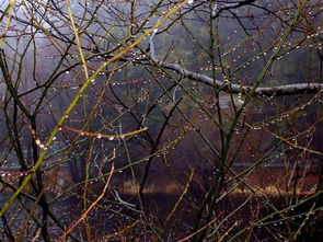 云雀高飞 寄托每个人内心最悠远的思念