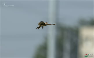 飞翔的云雀