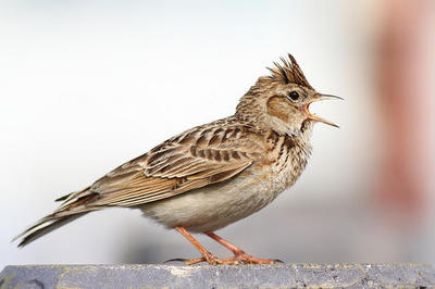 云雀的图片的搜索结果_图片