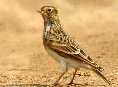 小云雀西北亚种(小云雀的亚种之一)