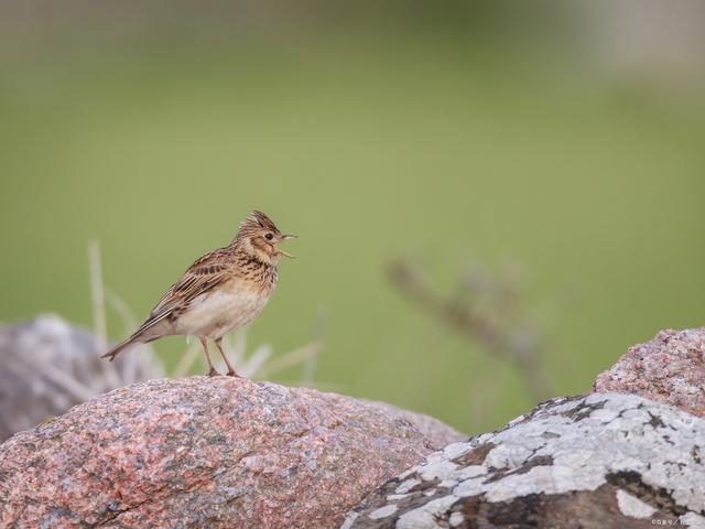 想要一只爱叫的云雀?这些小窍门帮你轻松选购!