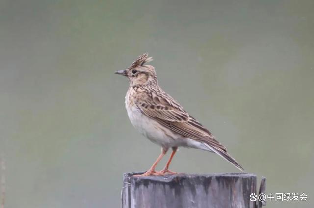 云雀|绿会保护地科普