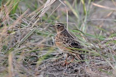 云雀? - 鸟类识别 鸟网