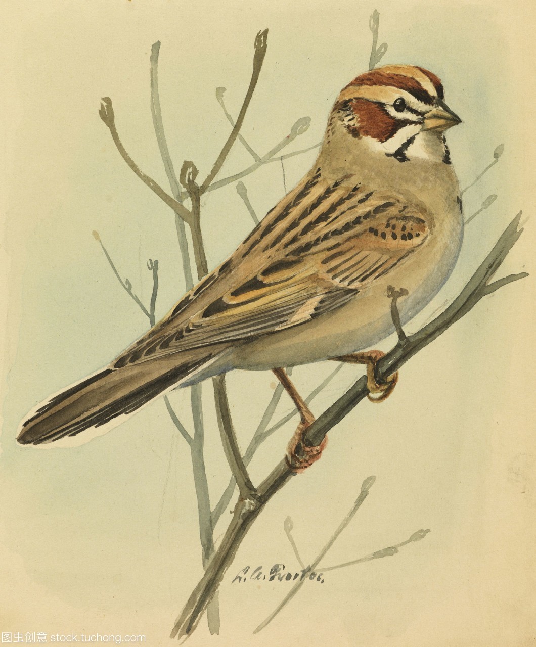 一只云雀栖息在树枝上的画。