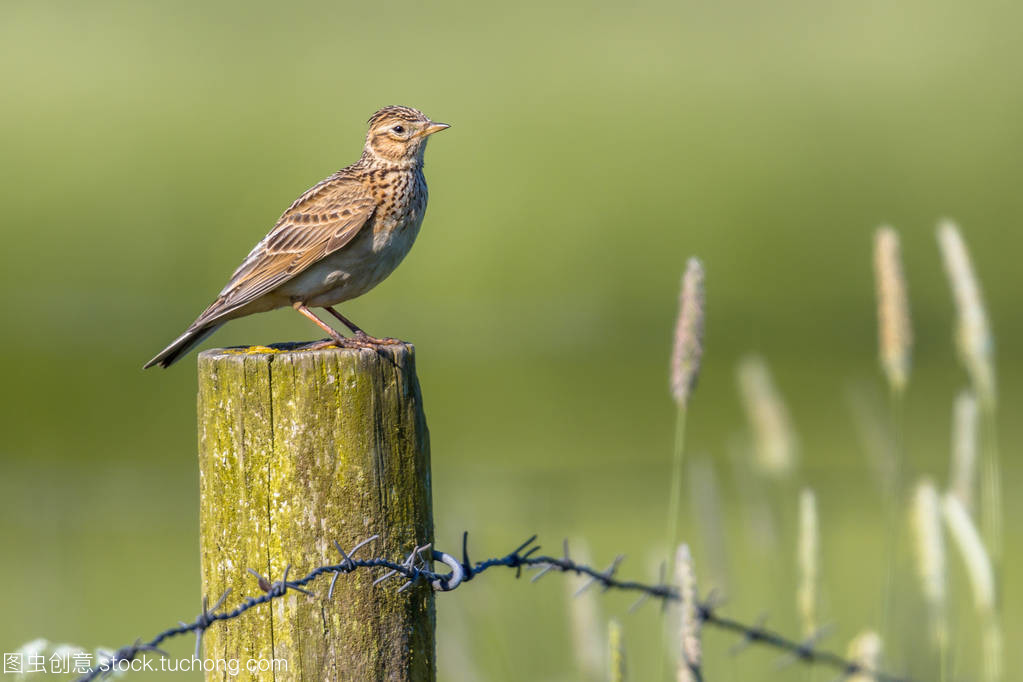农业景观中欧亚云雀