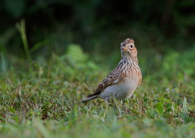各位老师新年快乐!---云雀