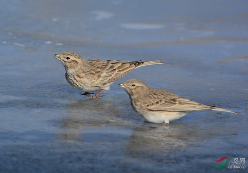 云雀和各类短趾百灵,怎样辨识