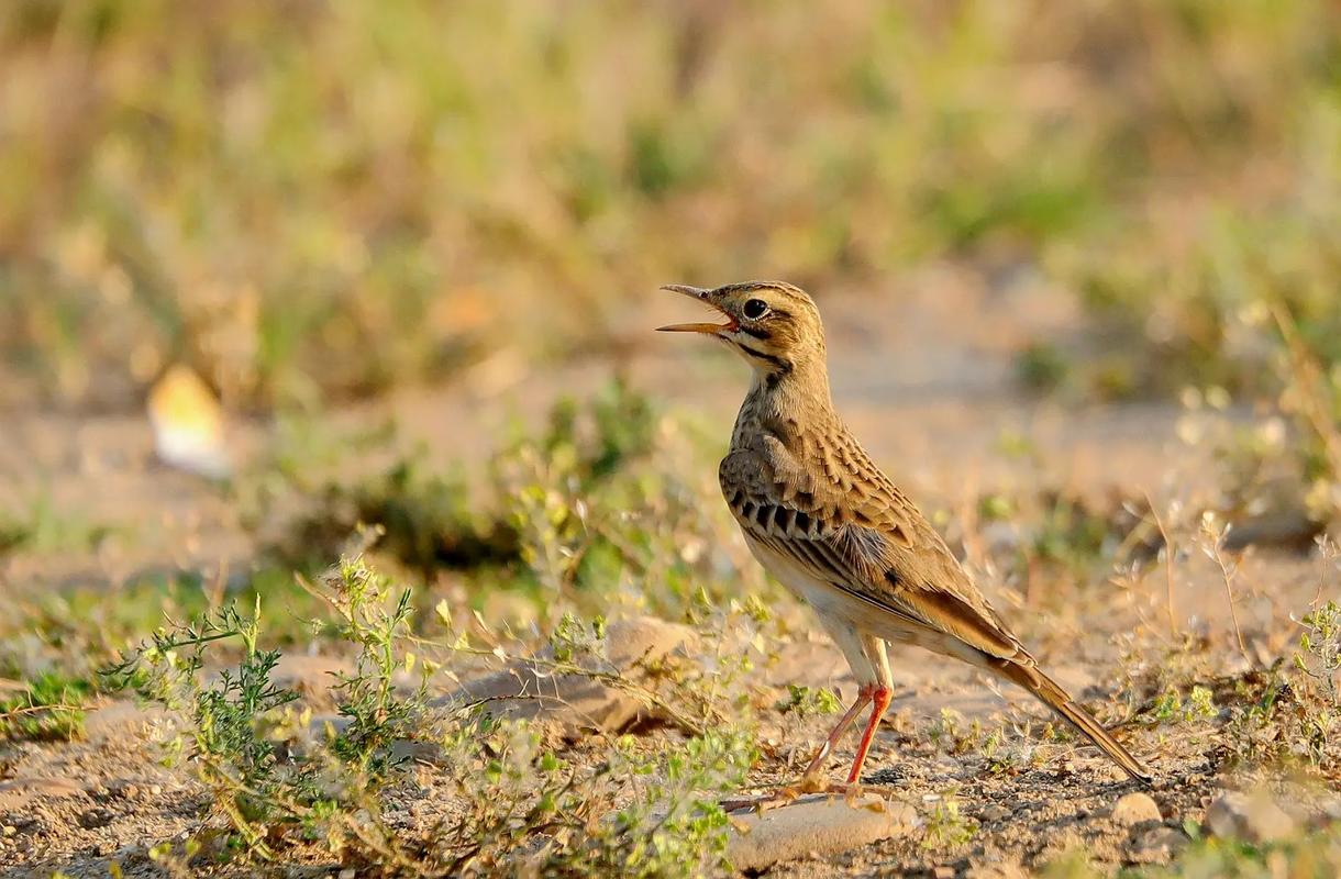 云雀:摄于南阳市白河边