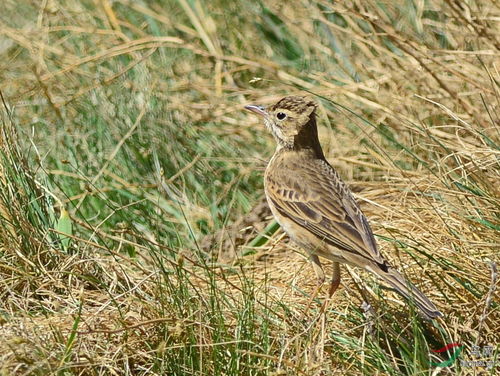 云雀和各类短趾百灵,怎样辨识
