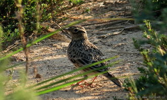 只差几贴啦,云雀来贺喜. 福建版 fujian