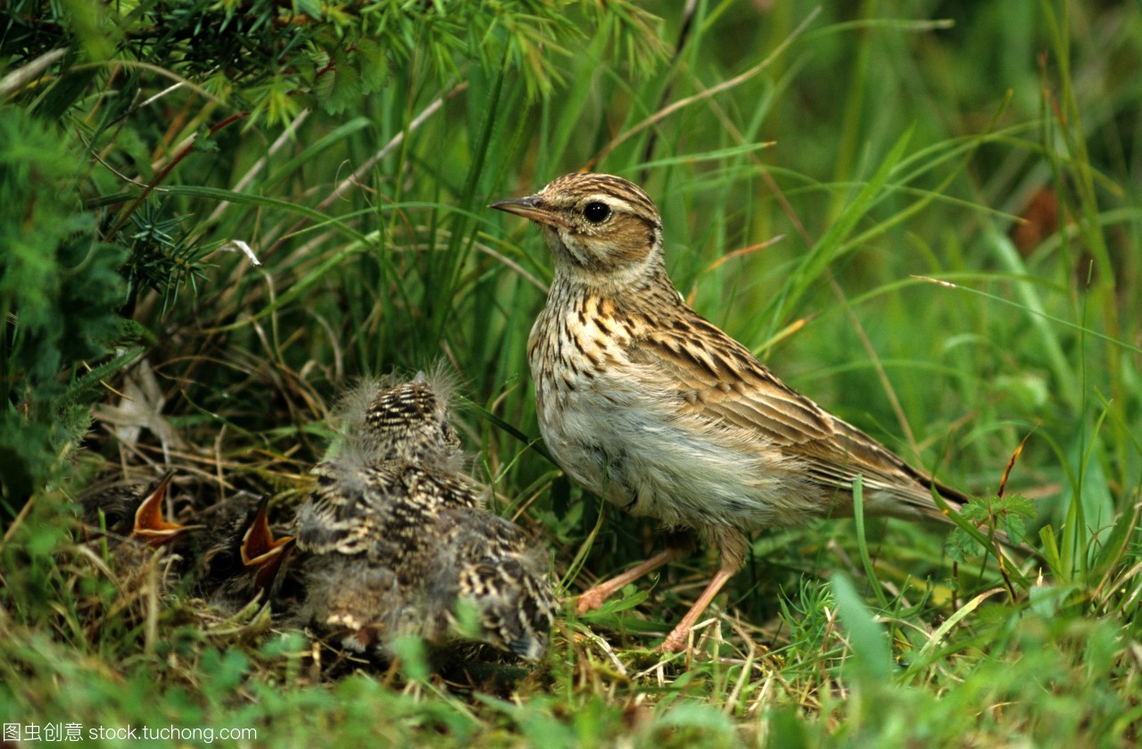伍德larkLullula喇叭云雀