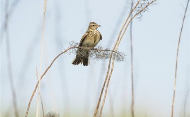 云雀怎么养?养云雀用多大的笼子?云雀喂什么最好?