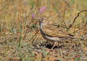 云雀和各类短趾百灵,怎样辨识 bird identification
