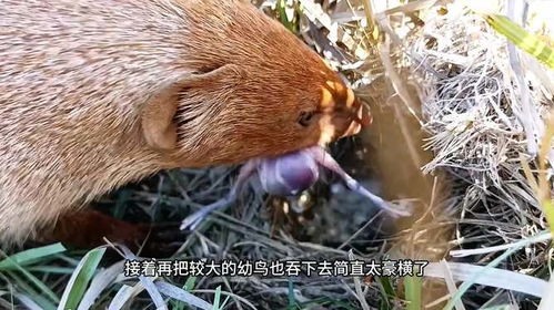 云雀幼鸟遭到黄大仙的偷袭,那云雀鸟会找它报仇吗 太残忍了