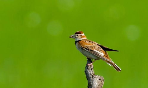 由于飞得很高,人们往往只闻其声,不见其踪