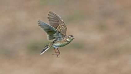 想要知道云雀的饲养秘诀?这篇文章收藏一下!