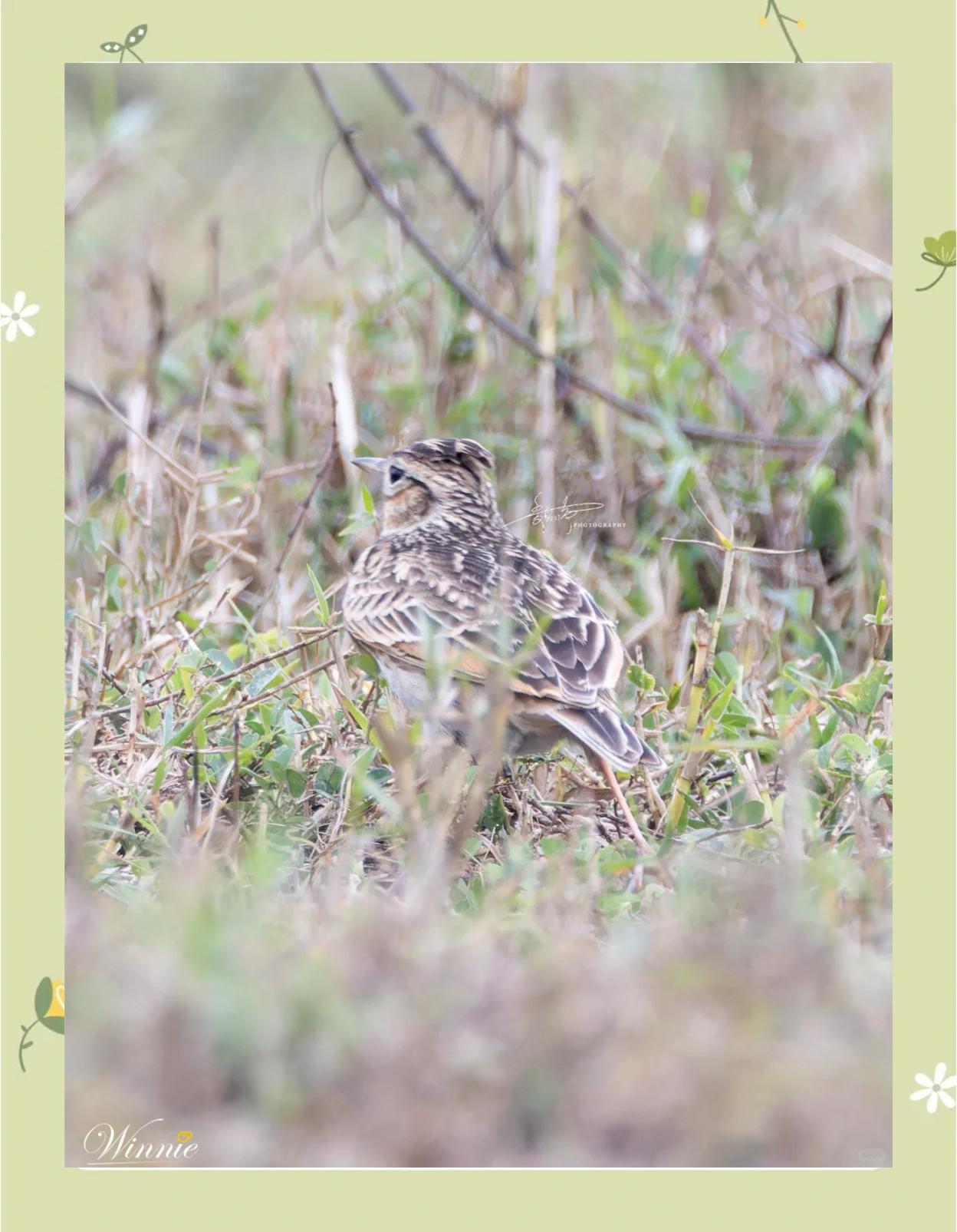 海南小云雀:牛粪旁的美丽歌唱家