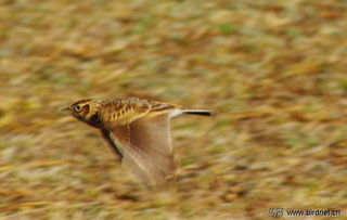 拉市海的云雀 hebei鸟网