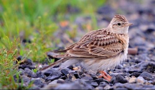 谁有云雀的图片