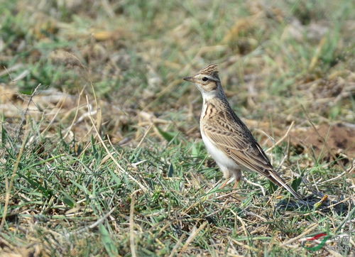 云雀和各类短趾百灵,怎样辨识