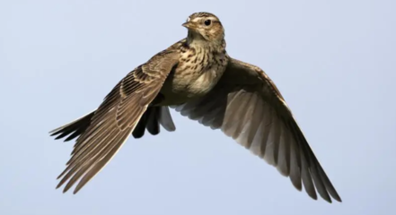 云雀鸟老怕人怎么办?