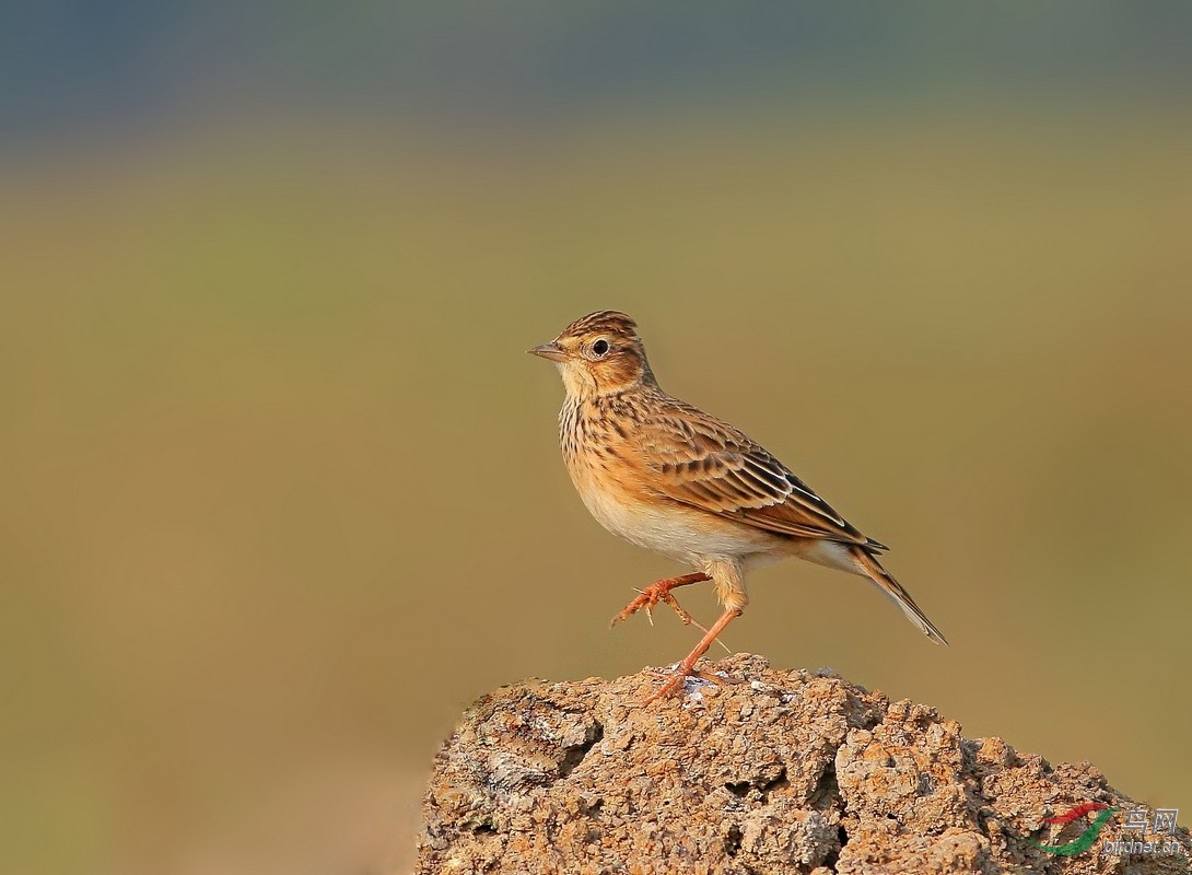 小云雀 - 湖北版 Hubei 鸟网