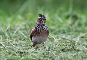 我也拍到它 云雀 beijing