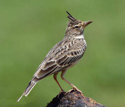 云雀属资料大全_云雀属图片_云雀属百科-动物小百科