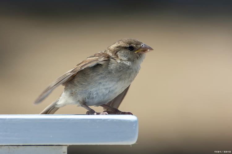 云雀 在万里无云的碧空之上,一只云雀振翅高飞.它以那婉转的歌声,唱