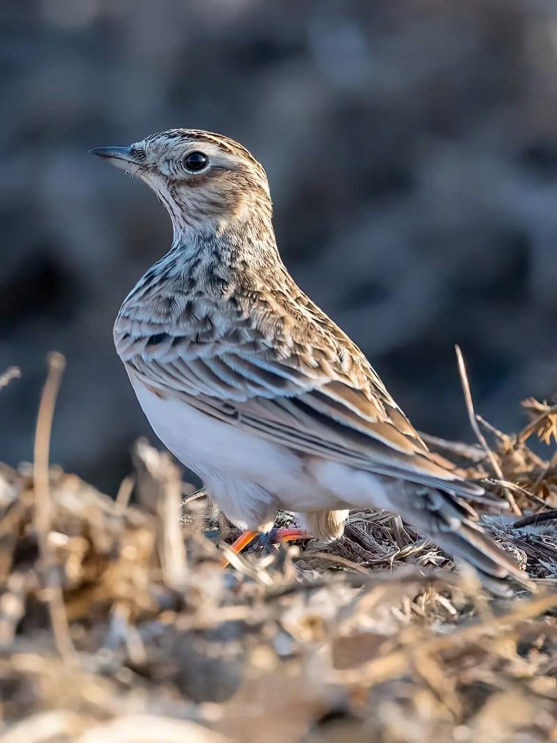 云雀 它是个痴情的歌者,用尽一生只为唱出最动听的歌谣.#云