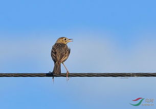 云雀 黑龙江版 heilongjiang