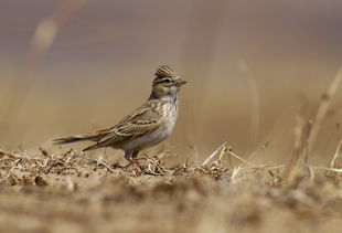 我爱小云雀 高清大图