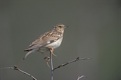 木材的云雀图片-木材的云雀素材-木材的云雀插画-摄图新视界