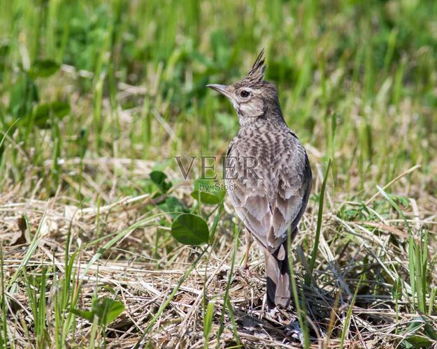 凤头云雀 (galerida cristata)图片
