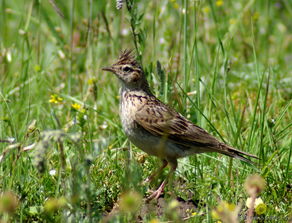 旅途拍鸟 风头云雀