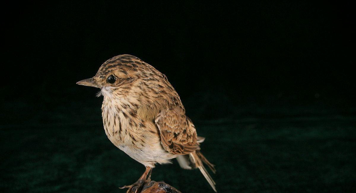 笼养鸟分为五大类