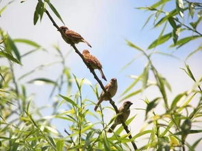 竹笛 此刻的我,侧耳倾听 云雀