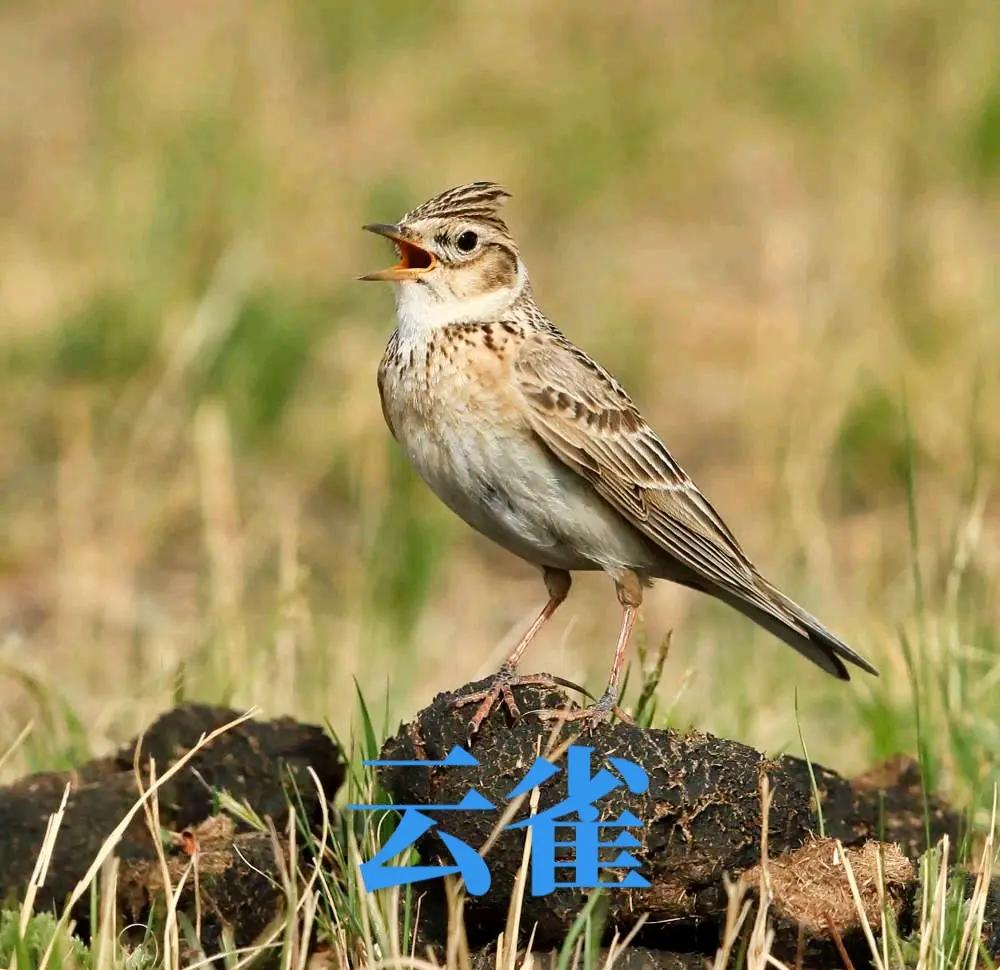 云雀 乡村天空的自由歌唱者