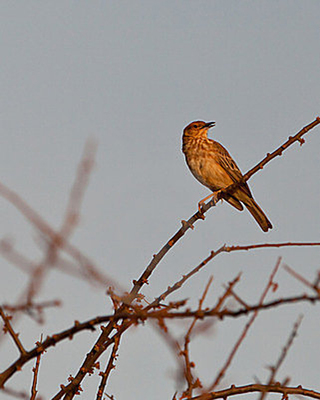 田云雀的鸣唱 自然界的悦耳诗篇