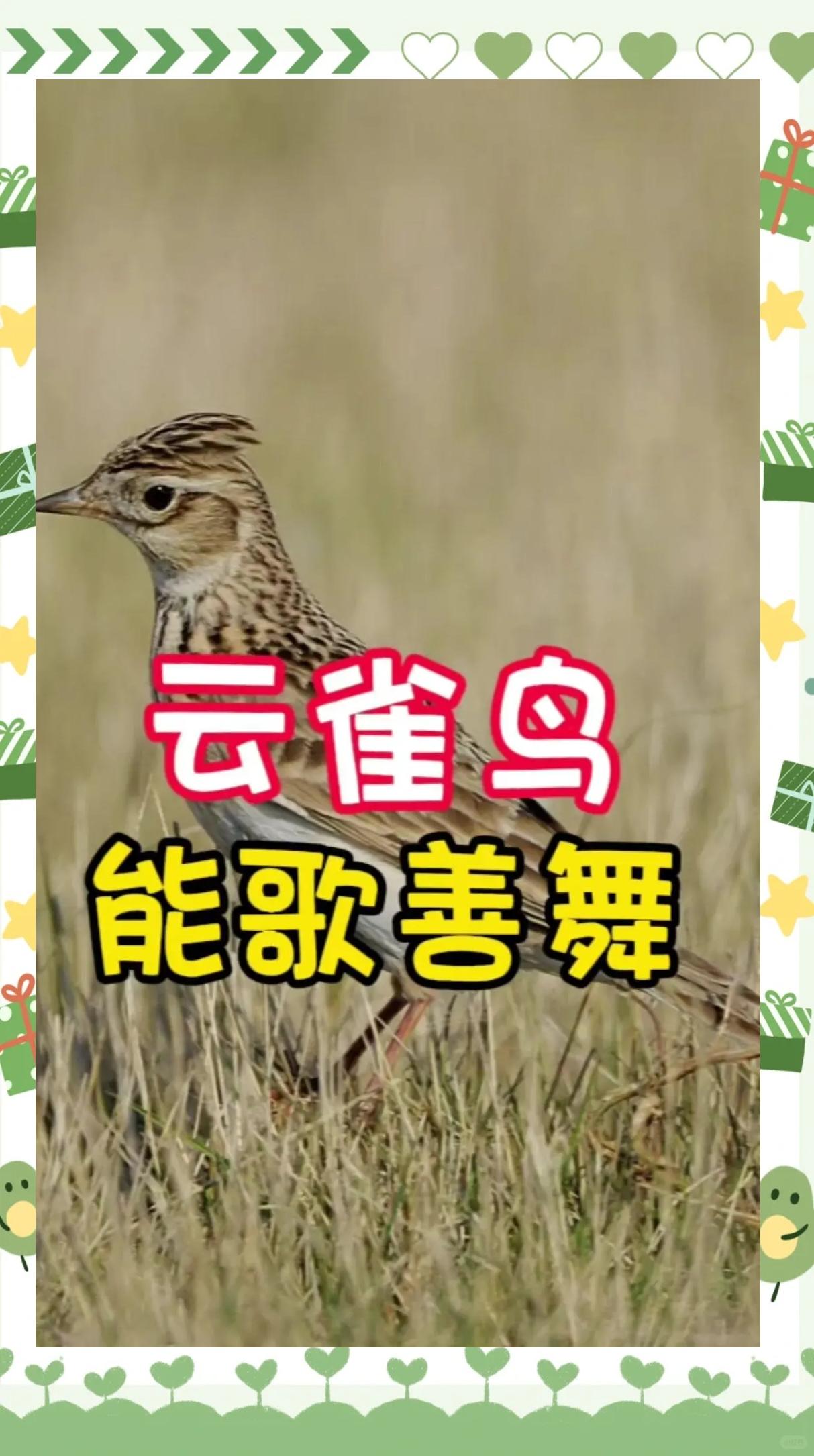 云雀:从雏鸟到歌唱家的养成记