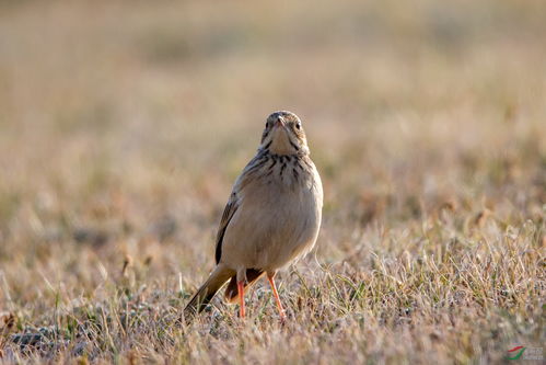 云雀与鸟网 自然与人类活动的冲突