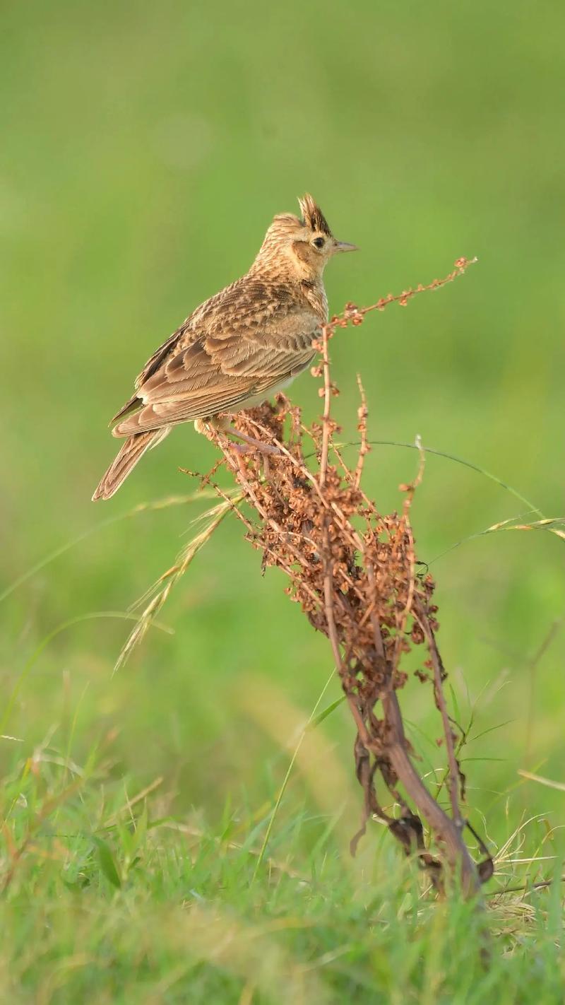 小云雀 在时光中歌唱的精灵