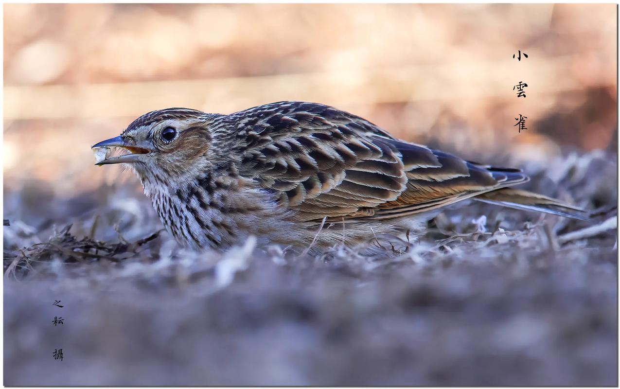 #睇靓雀# 小云雀雀形目百灵科云雀属的一种小型鸣禽,体长约