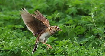 迪尼库 云雀 100位吉普赛小提琴家演奏