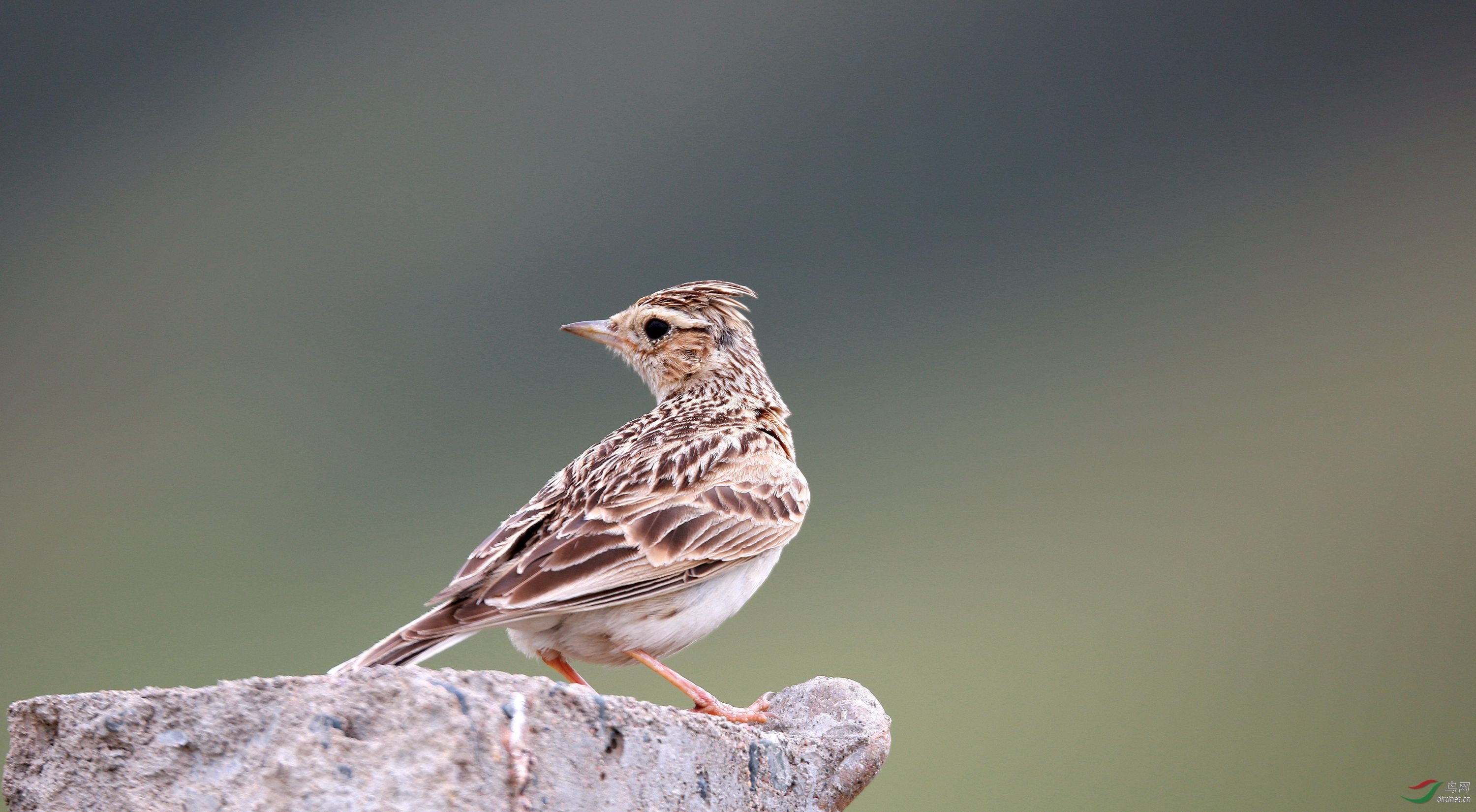 小云雀与云雀 天空中的自由歌者
