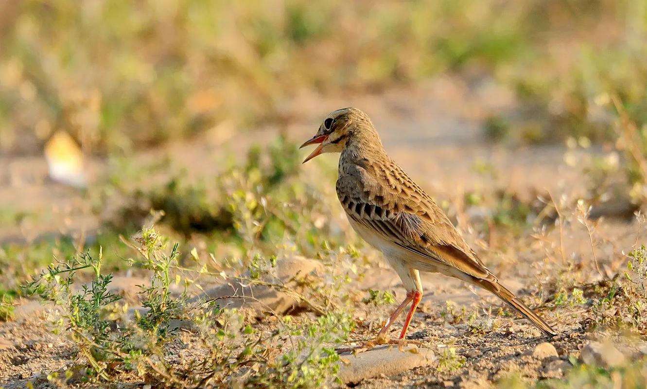 云雀舞动白河畔