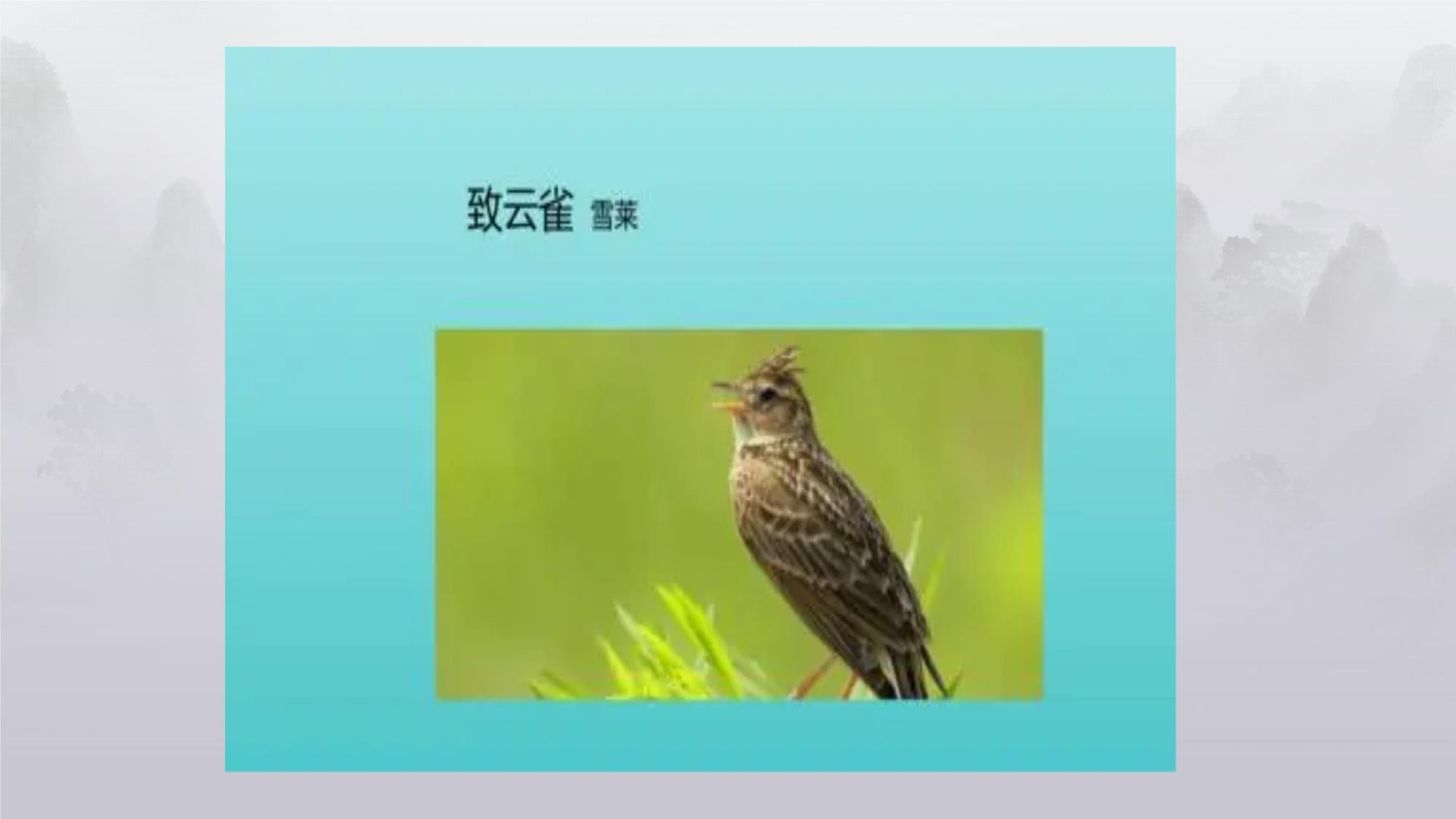 致云雀 灵魂的自由与理想之歌