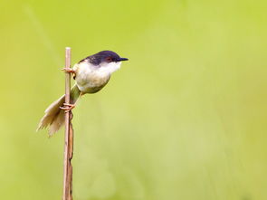 云雀、云雀与小焦莺 天际的音符与生命的和弦